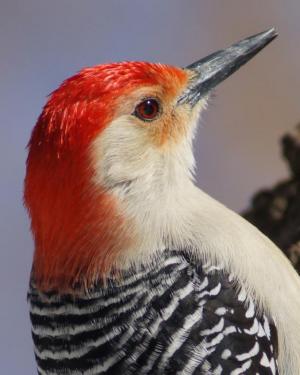 Competition entry: Red-bellied Woodpecker