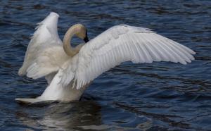 Competition entry: Trumpeter Swan Flapping Its Wings