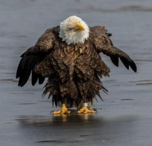 Competition entry: Eagle's Impersonation of a Chicken