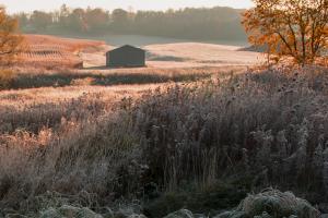 Competition entry: Frosty Morn