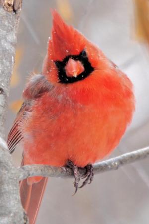Competition entry: cardinal in snow