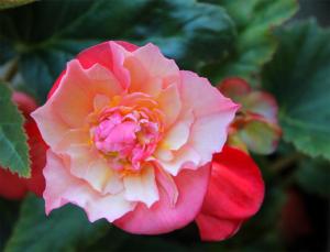 Competition entry: Double Begonia