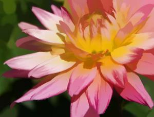 Competition entry: Painted Dahlia