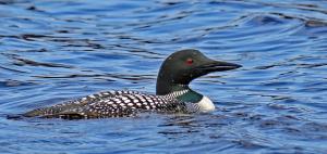 Competition entry: Common Loon
