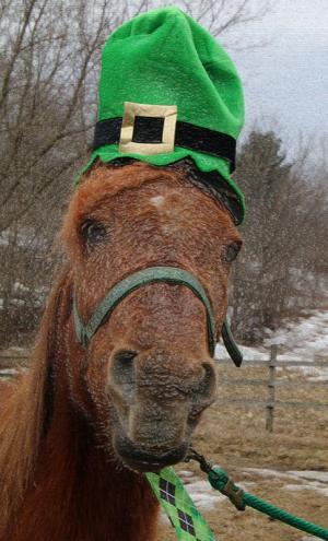 Competition entry: St. Patrick's Horse