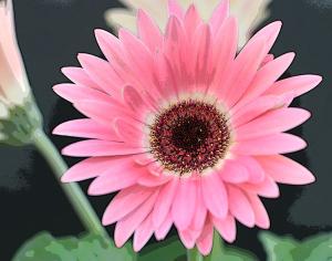 Competition entry: Painted Gerbera Daisy