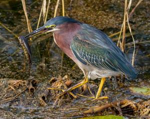 Competition entry: Green Heron's Breakfast