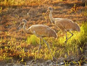Competition entry: Sandhills at Sunset