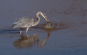 Competition entry: Great Blue Heron Catches Bullhead