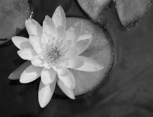 Competition entry: White Waterlily