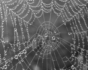 Competition entry: Spider Web Spider