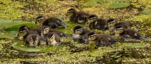 Competition entry: Baby Wood Ducks