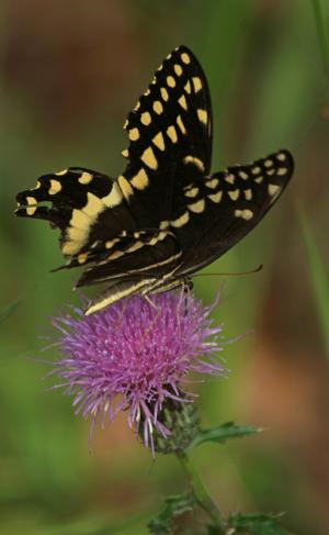 Competition entry: Black Swallowtail On Thistle Blossom