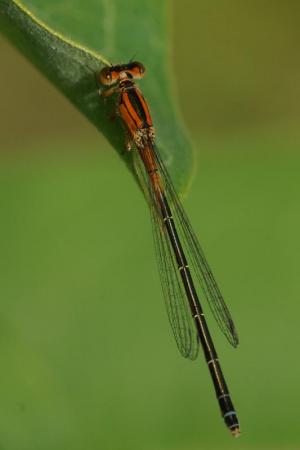 Competition entry: Eastern Forktail