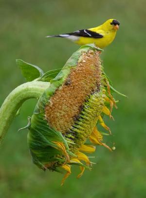 Competition entry: Hungry Goldfinch