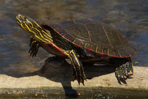 Competition entry: Western Painted Turtle
