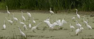 Competition entry: Many Egrets