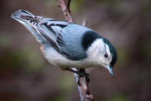 Competition entry: Nuthatch