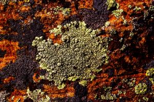 Competition entry: Mountain Lichen