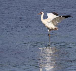 Competition entry: Whooping Crane's Balancing Act