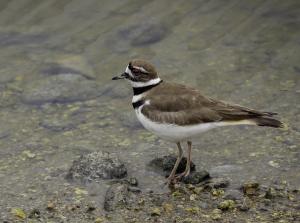 Competition entry: Killdeer Strutting