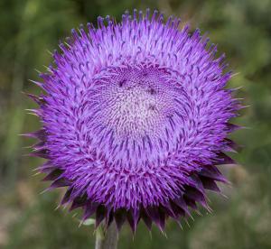 Competition entry: Purple Thistle