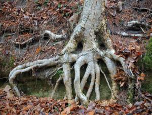 Competition entry: Tree Roots  #2