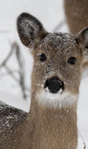 Competition entry: Snowy Faced Deer