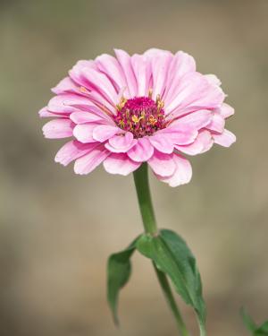 Competition entry: Pink Zinnia