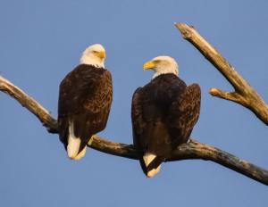 Pair of Bald eagles along the Grand Crossing Trail, LaCrosse Marsh