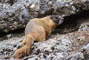 Yellow bellied marmot in Wind Cave National Park, SD