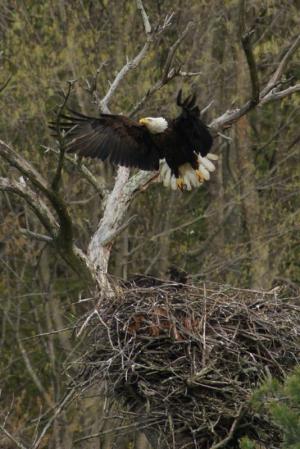 Competition entry: Bald Eagle & Nest
