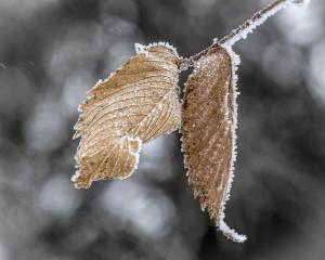 Competition entry: Frosted Elm Leaves