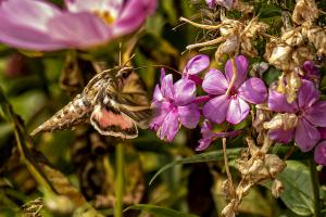 Competition entry: Sphinx moth