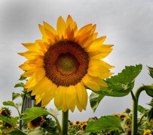 Competition entry: Perlick Sunflower Farm