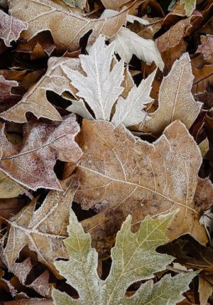 Competition entry: Frosty Leaves