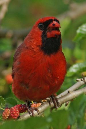 Competition entry: Bossy Cardinal