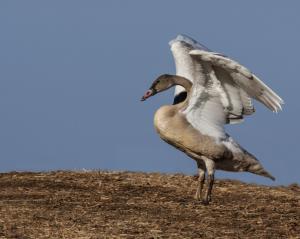 Competition entry: Juvenile Trumpeter Swan In A Cornfield