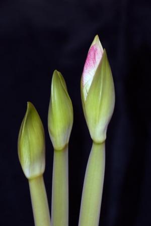 Competition entry: Three Buds