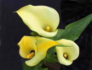 Competition entry: Yellow Calla Lily