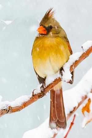 Competition entry: Snowy Cardinal