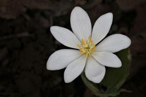 Competition entry: Bloodroot