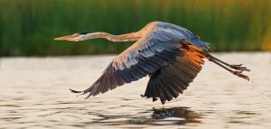 Competition entry: Flight of Great Blue Heron 