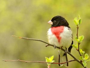 Competition entry: Rose breasted grosbeak #2