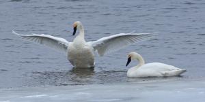 Competition entry: Trumpeter Swans
