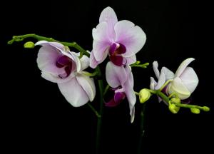 Competition entry: Orchid Perfection