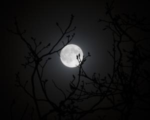Competition entry: Tree Buds by Moonlight