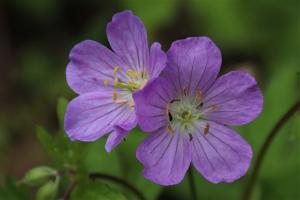 Competition entry: Wild Geraniums