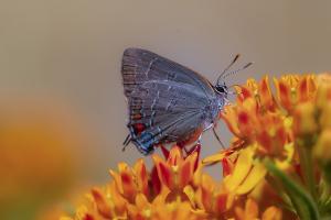 Competition entry: Banded Hairstreak