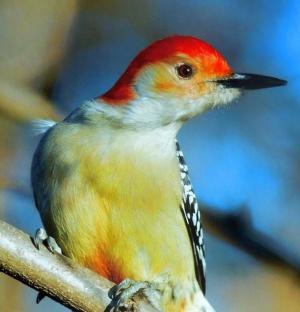 Competition entry: Red Bellied Woodpecker